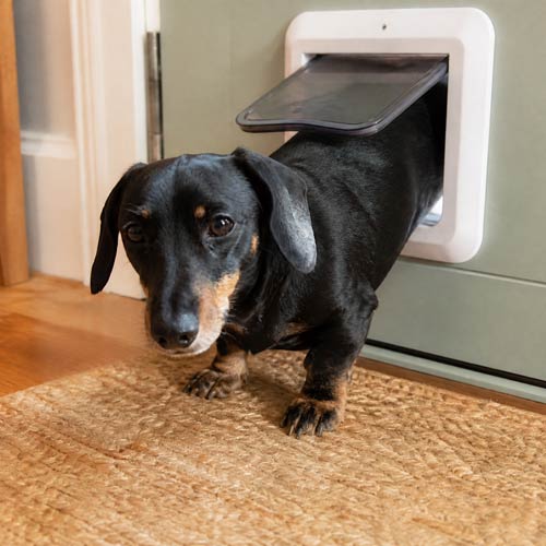 Dog using a dog door in a back door