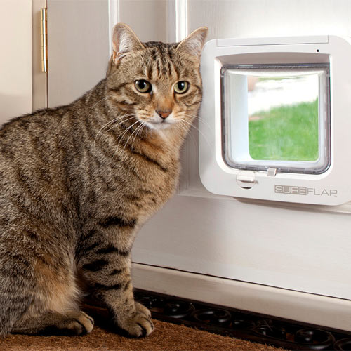 Cat using a cat flap in a UPVC door
